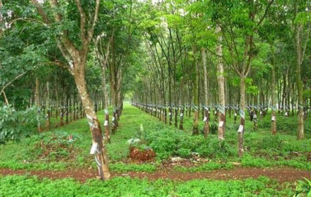 đất trồng cây