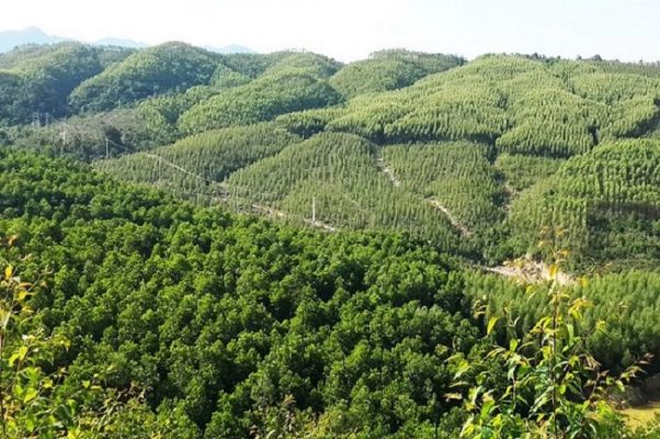 đất rừng sản xuất