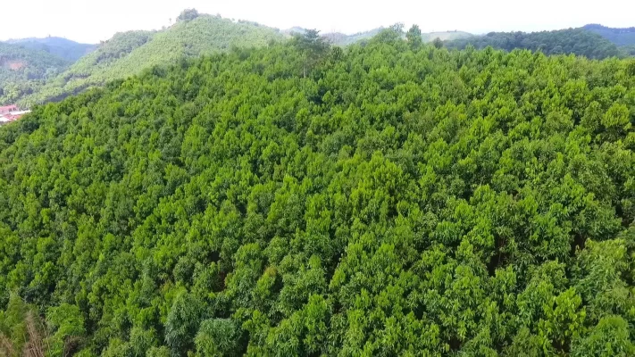 đất rừng phòng hộ