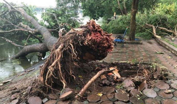 Cây đổ làm chết người