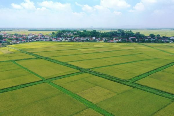 Ủy quyền liên quan đến đất tái định cư